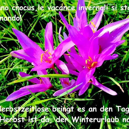 Haus Wilhelmer * Sillian