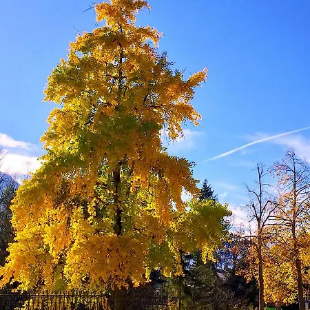 Apartment Haus Wilhelmer